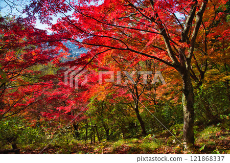 Nishiyama Park with autumn leaves 121868337