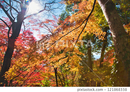 有秋葉的西山公園 121868338