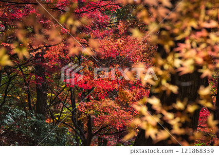 有秋葉的西山公園 121868339