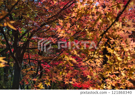 Nishiyama Park with autumn leaves 121868340