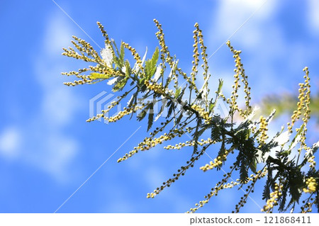 A branch of mimosa in January with many buds A branch of mimosa in January with many buds 121868411