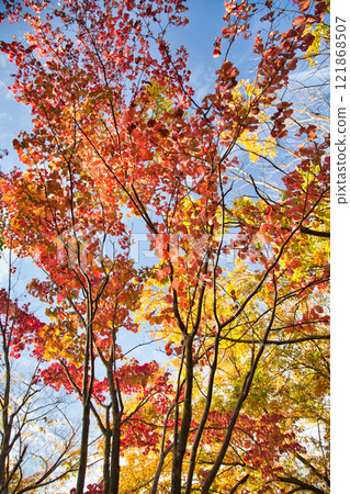 秋天色彩的城市藝術博物館 121868507