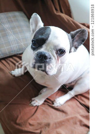 dog or french bulldog , young French bulldog in the bed 121868918