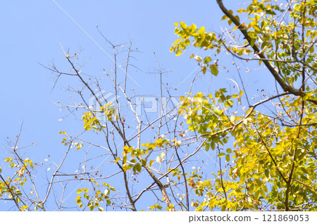 branch or tree and blue sky branch or tree and blue sky 121869053