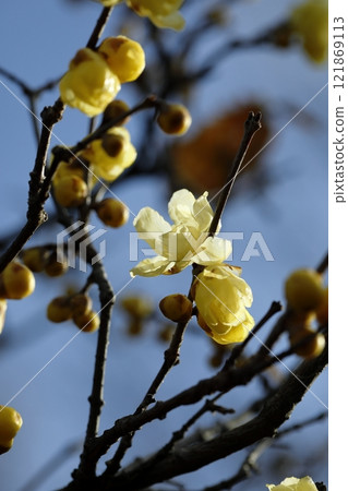 早春的蠟梅花盛開 早春的蠟梅花盛開 121869113
