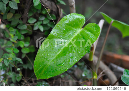 Philodendron , Philodendron erubescens or K Koch and Augustin and rain droplet Philodendron , Philodendron erubescens or K Koch and Augustin and rain droplet 121869246