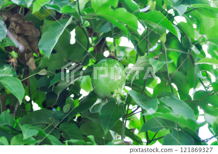 passion fruit seed , passion fruit plant 121869327