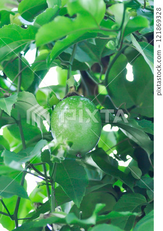 passion fruit seed , passion fruit plant passion fruit seed , passion fruit plant 121869328