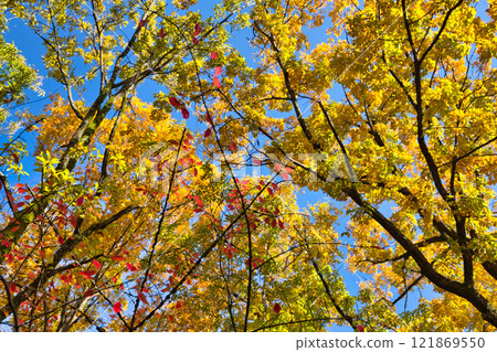 Snow hangings and autumn leaves in Yokokan Garden Snow hangings and autumn leaves in Yokokan Garden 121869550