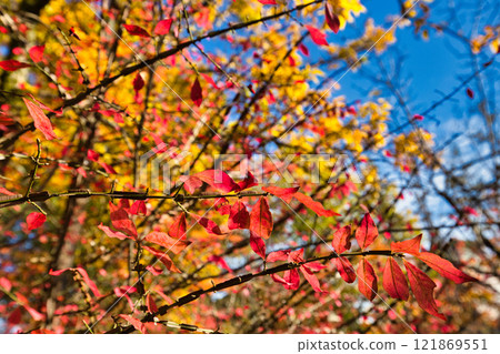 Snow hangings and autumn leaves in Yokokan Garden Snow hangings and autumn leaves in Yokokan Garden 121869551