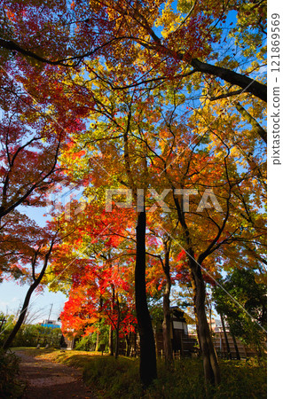 Snow hangings and autumn leaves in Yokokan Garden 121869569
