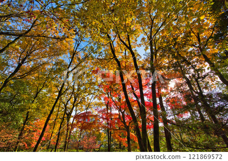 Snow hangings and autumn leaves in Yokokan Garden Snow hangings and autumn leaves in Yokokan Garden 121869572