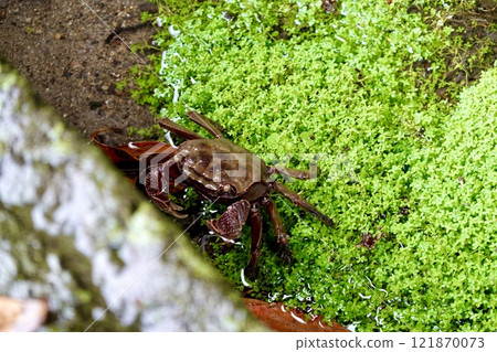 Rainy day in Hagi City: A scene of crayfish in a roadside ditch in the castle town of Hagi Castle, Hagi City, Yamaguchi Prefecture Rainy day in Hagi City: A scene of crayfish in a roadside ditch in the castle town of Hagi Castle, Hagi City, Yamaguchi Prefecture 121870073
