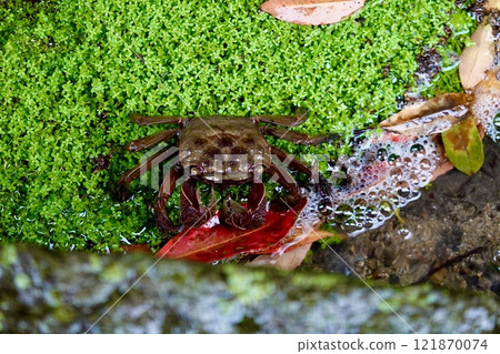 Rainy day in Hagi City: A scene of crayfish in a roadside ditch in the castle town of Hagi Castle, Hagi City, Yamaguchi Prefecture Rainy day in Hagi City: A scene of crayfish in a roadside ditch in the castle town of Hagi Castle, Hagi City, Yamaguchi Prefecture 121870074