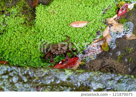 Rainy day in Hagi City: A scene of crayfish in a roadside ditch in the castle town of Hagi Castle, Hagi City, Yamaguchi Prefecture Rainy day in Hagi City: A scene of crayfish in a roadside ditch in the castle town of Hagi Castle, Hagi City, Yamaguchi Prefecture 121870075