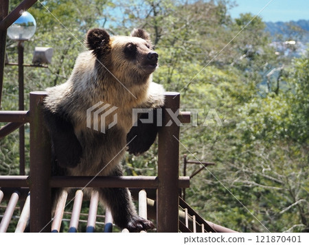 Brown bear at the bear ranch 121870401