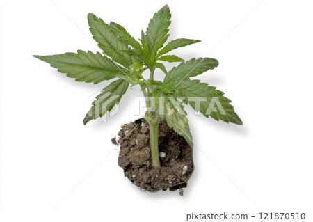 Herbal growth: green cannabis plant captured in detail, emphasizing its natural beauty, unique characteristics, representing evolving perception of cannabis in modern horticulture, health industries. Herbal growth: green cannabis plant captured in detail, emphasizing its natural beauty, unique characteristics, representing evolving perception of cannabis in modern horticulture, health industries. 121870510