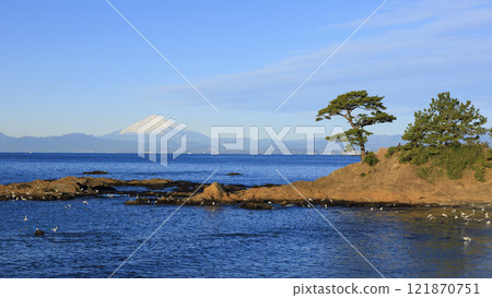 Winter at Tateishi Park, a scenic spot in Yokosuka City 121870751