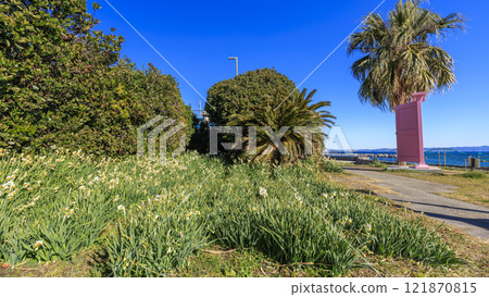 水仙花名勝北下浦水仙路 121870815