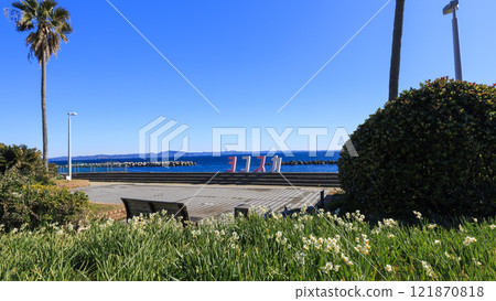 水仙花名勝北下浦水仙路 水仙花名勝北下浦水仙路 121870818