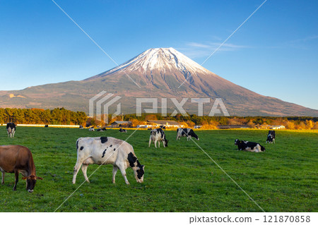 Cows on a ranch at Asagiri Plateau under a blue sky and snow-capped Mount Fuji in the background, Fujinomiya City, Shizuoka Prefecture Cows on a ranch at Asagiri Plateau under a blue sky and snow-capped Mount Fuji in the background, Fujinomiya City, Shizuoka Prefecture 121870858