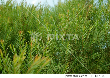 Melaleuca bracteata macro leaves small world Melaleuca bracteata macro leaves small world 121871000