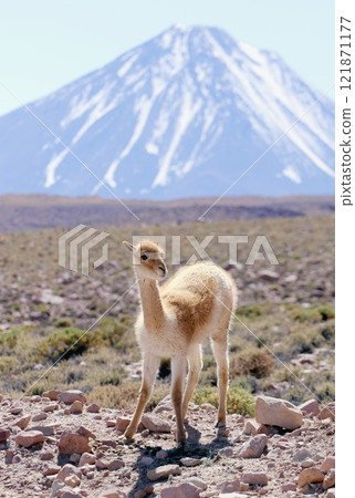 A vicuña living in the Atacama Desert in the Andes Mountains of northern Chile, South America, with the Licancabur volcano at an altitude of 5,800m in the background 121871177