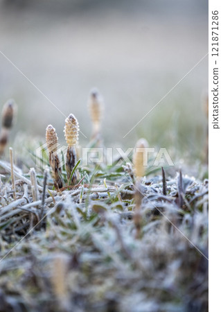 Early spring horsetails blooming cheerfully in the snow Early spring horsetails blooming cheerfully in the snow 121871286