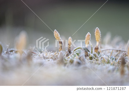 早春的馬尾在雪地裡活潑 早春的馬尾在雪地裡活潑 121871287