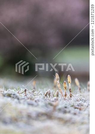 早春的馬尾在雪地裡活潑 早春的馬尾在雪地裡活潑 121871289