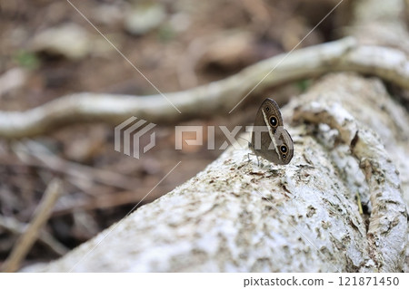 琉球姬頭目，棲息在死樹樹幹上的蝴蝶 121871450