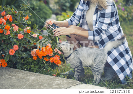 girl gardener prunes diseased and withered roses in the garden with secateurs girl gardener prunes diseased and withered roses in the garden with secateurs 121871558