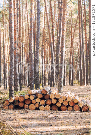 freshly cut logs piled in a forest , highlighting the process of logging and timber preparation 121871571