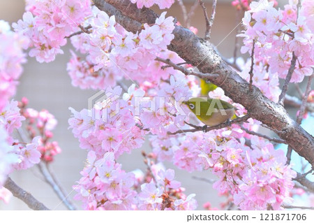 A Japanese white-eye sucking nectar from spring cherry blossoms 121871706