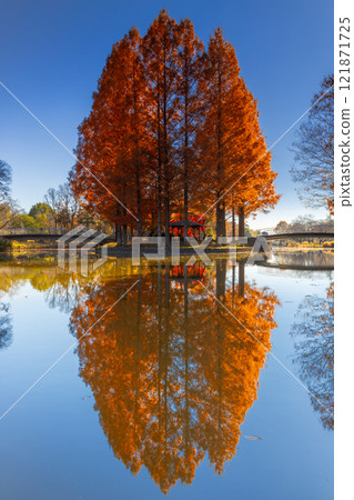 埼玉縣上尾市平田市上尾圓山公園 大池塘中的島上的水杉和楓樹的秋葉和池塘中的水鏡 121871725