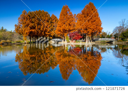 埼玉縣上尾市平田市上尾圓山公園 大池塘中的島上的水杉和楓樹的秋葉和池塘中的水鏡 121871726