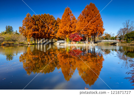 Hirakata, Ageo City, Saitama Prefecture Ageo Maruyama Park The autumn leaves of metasequoia and maple trees on the island in the large pond and the reflection of the pond water 121871727