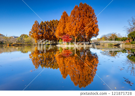 Hirakata, Ageo City, Saitama Prefecture Ageo Maruyama Park The autumn leaves of metasequoia and maple trees on the island in the large pond and the reflection of the pond water 121871728