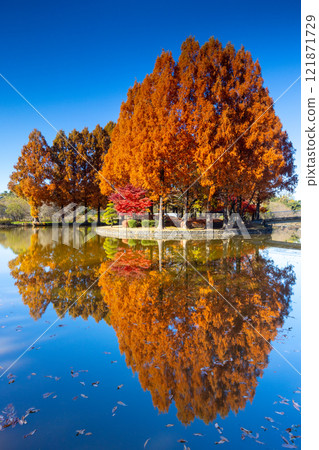 Hirakata, Ageo City, Saitama Prefecture Ageo Maruyama Park The autumn leaves of metasequoia and maple trees on the island in the large pond and the reflection of the pond water 121871729