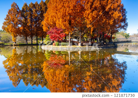 Hirakata, Ageo City, Saitama Prefecture Ageo Maruyama Park The autumn leaves of metasequoia and maple trees on the island in the large pond and the reflection of the pond water 121871730