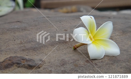 white flower lies on a stone near the water white flower lies on a stone near the water 121871889