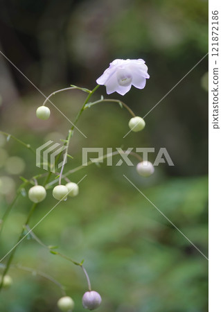 Renge goshoma 121872186