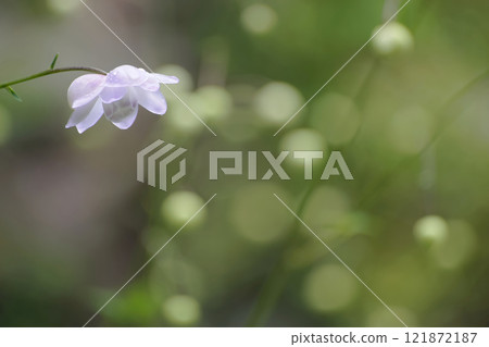 Renge goshoma Renge goshoma 121872187