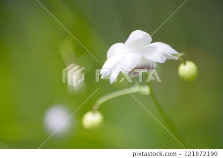 Renge goshoma 121872190