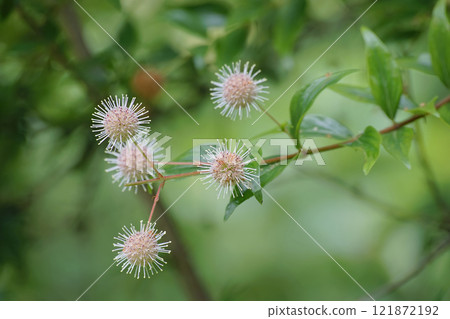 Taniwatarinoki Taniwatarinoki 121872192