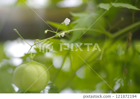 Fusen cruz 121872194