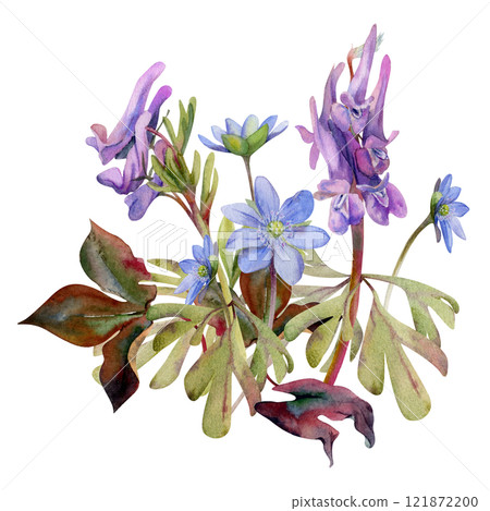 Spring forest flower, purple Corydalis pea vetch orchid Matthiola, blue hepatica forget-me-not, isolated botanical illustration hand drawn in watercolor. Florist shop, wedding stationery composition Spring forest flower, purple Corydalis pea vetch orchid Matthiola, blue hepatica forget-me-not, isolated botanical illustration hand drawn in watercolor. Florist shop, wedding stationery composition 121872200