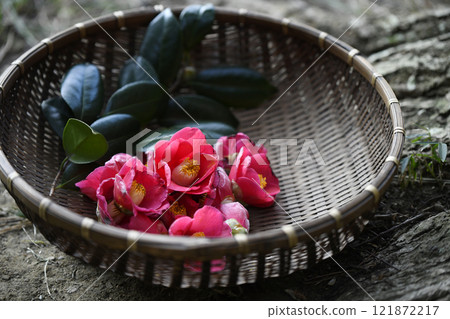籃子裡的山茶花 121872217