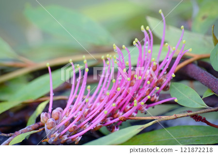 Gurebirea Gurebirea 121872218