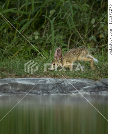 wild indian hare or black naped hare or Lepus nigricollis near waterhole in green grass in his natural habitat in winter season safari at ranthambore national park forest tiger reserve rajasthan india wild indian hare or black naped hare or Lepus nigricollis near waterhole in green grass in his natural habitat in winter season safari at ranthambore national park forest tiger reserve rajasthan india 121872279